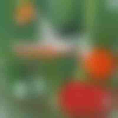 Strumento istantaneo per legare le piante | PLANTBRAND