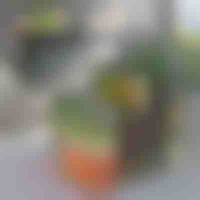 Scatola organizer per frigorifero | FRESHDISH