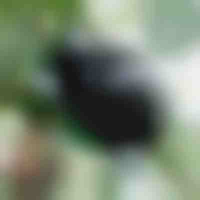 Scatola di propagazione per radici sane (5 pezzi) | ROOTY