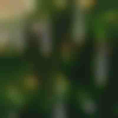 Candele tremolanti senza fiamma (6 pz) | CANDLEA