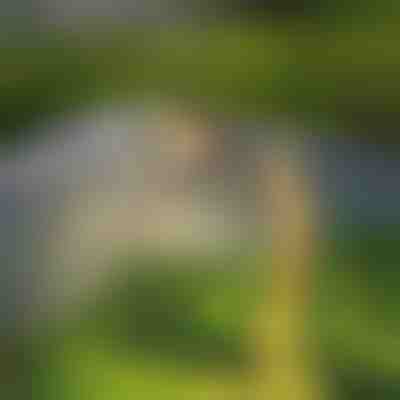 Affascinante luce solare da giardino | LUMICAN